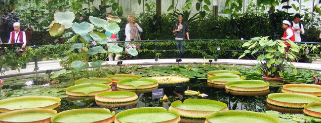 Seerosenteich im Botanischen Garten in London als Ausflugsprogramm bei einer LISA! Sprachreise 50 Plus